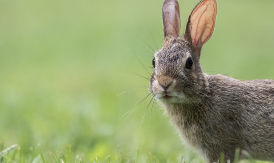 Кролик или заяц?